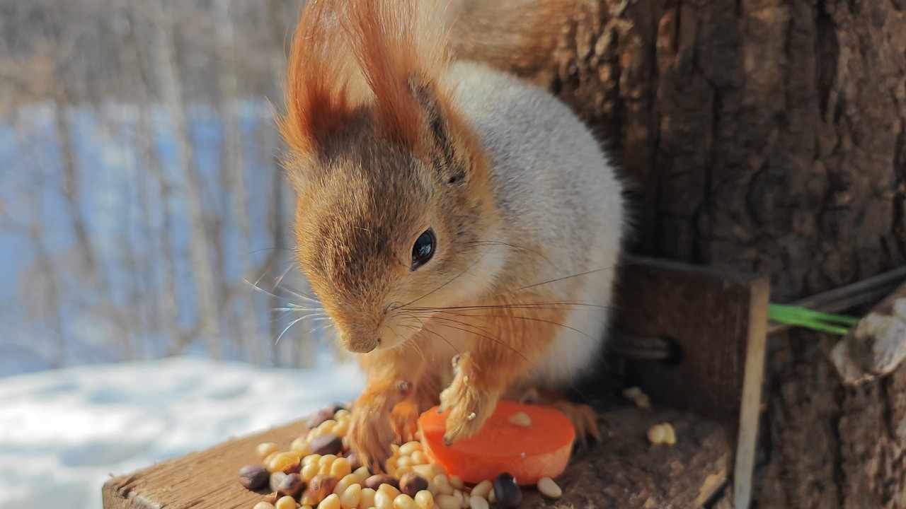 Покормил Толстую / I fed Tolstaya