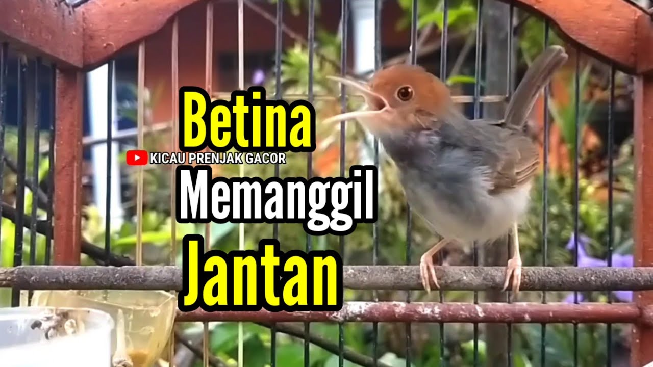 PRENJAK BETINA Gacor Istimewa Suara Jernih Memanggil Jantan Cocok buat MASTERAN Ataupun PANCINGAN.