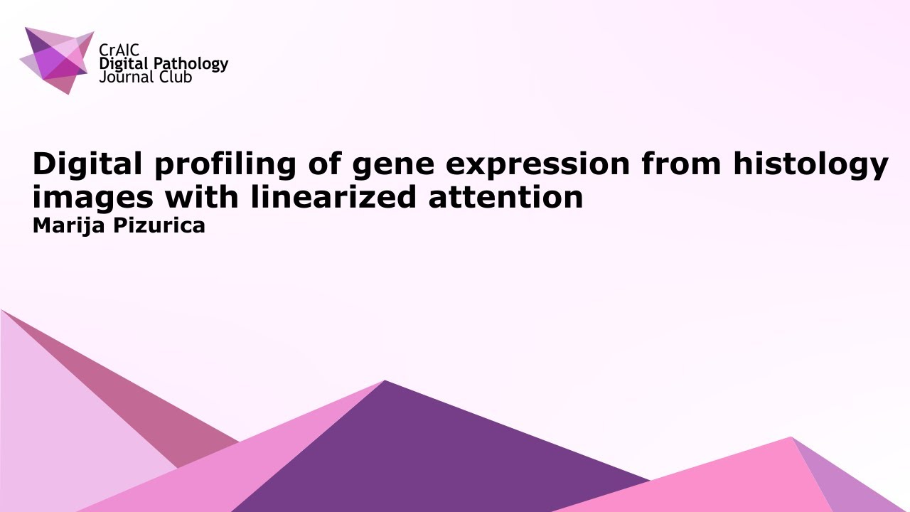Digital profiling of gene expression from histology images with linearized attention