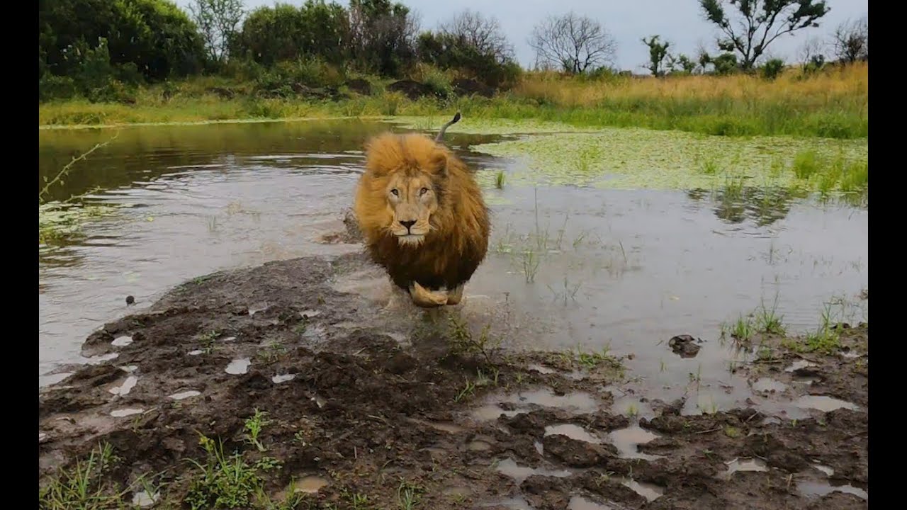 Что делают львы в дождливый день? | Заклинатель львов