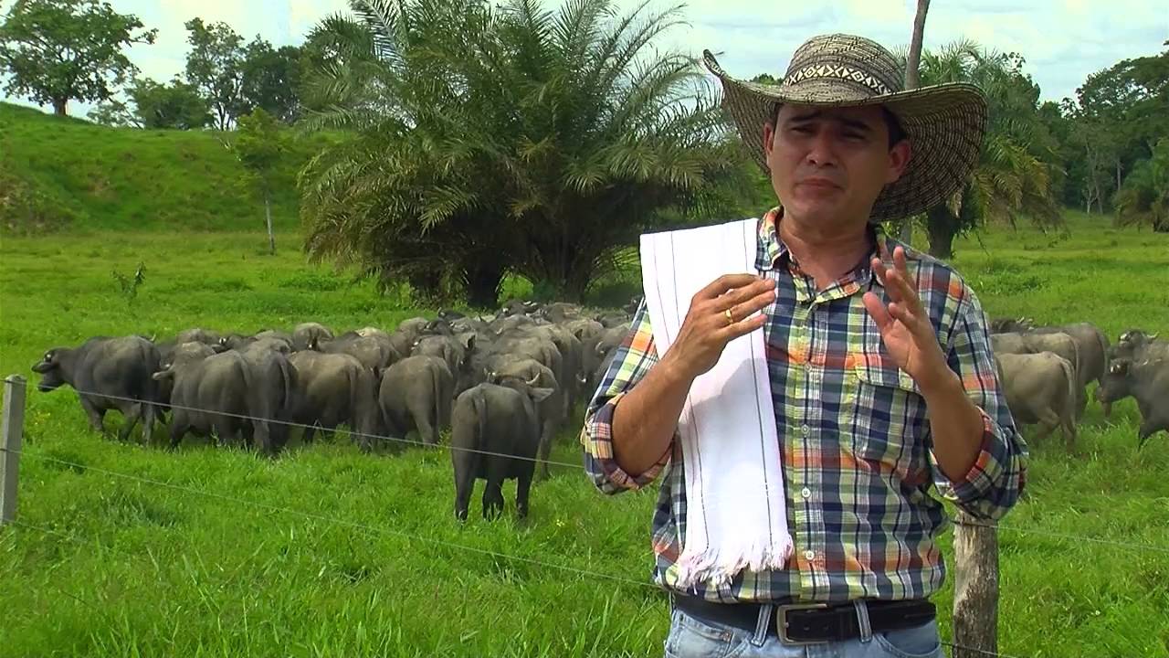 Producción, cría y consumo de carne de búfalo - TvAgro por Juan Gonzalo Angel