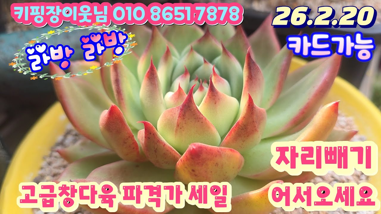 26/2/20(라이브) #키핑장이웃님 010 8651 7878/자리빼기 던집니다/고급창다육