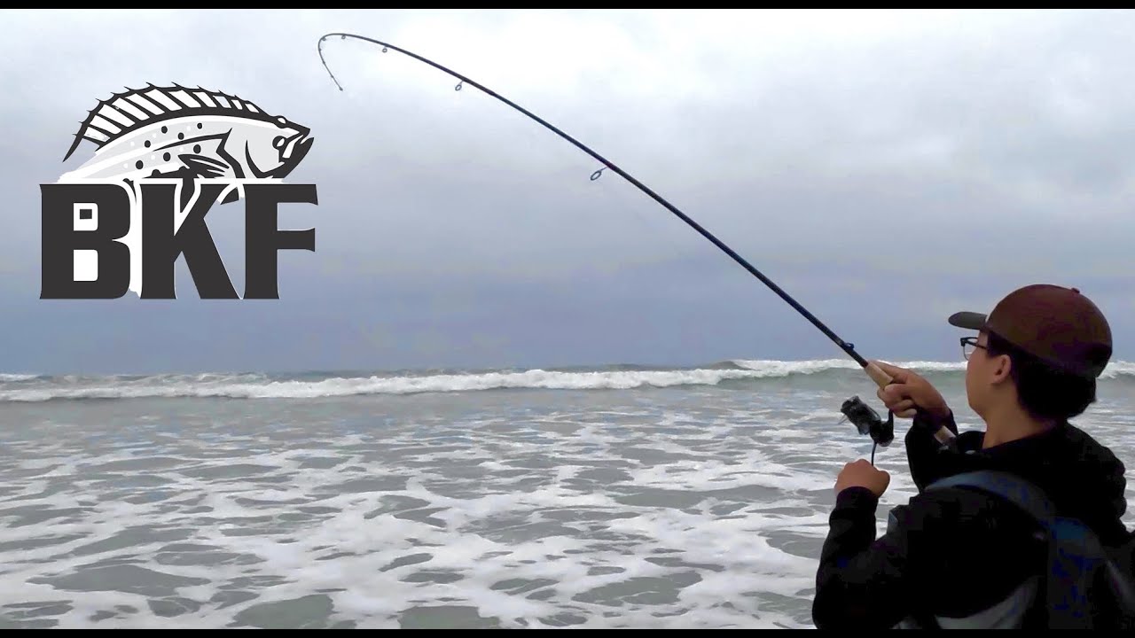 MASSIVE Yellowfin Croaker + shark, halibut, corbina [SoCal Surf Fishing]