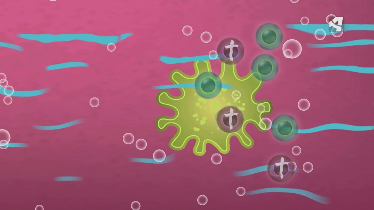 ¿QUÉ ES UNA AMEBA?