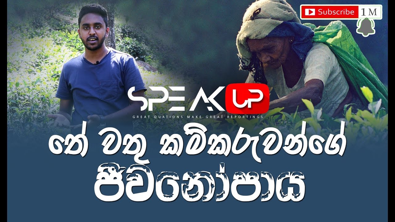 THE TEA PLUCKERS MAKE AROUND $6 PER DAY