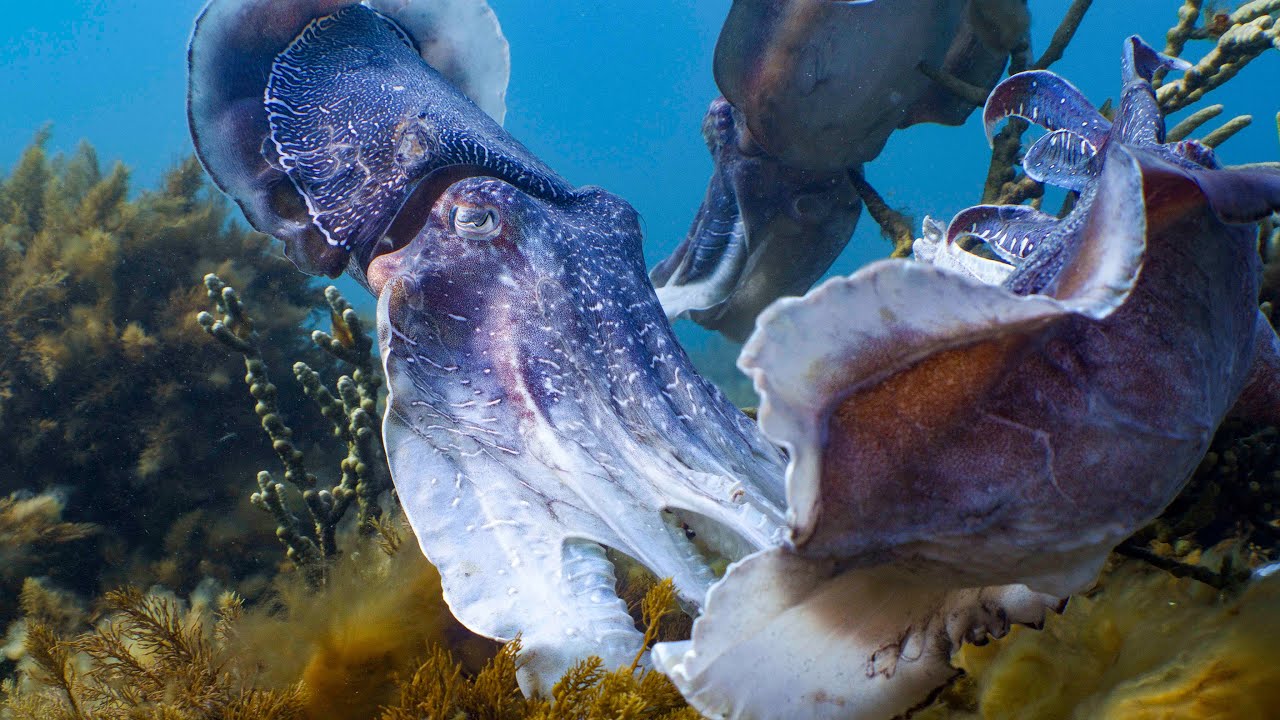 Whyalla Giant Cuttlefish Aggregation 8K RED Raptor Stock Footage Reel |   Tom Park FIlms
