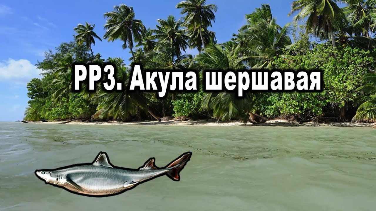 Русская рыбалка 3. Акула шершавая.