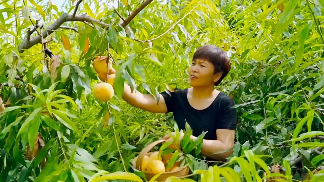 妈妈到果园摘桃子，鲜嫩多汁色泽鲜艳，每个都比手还大【森山野纪】