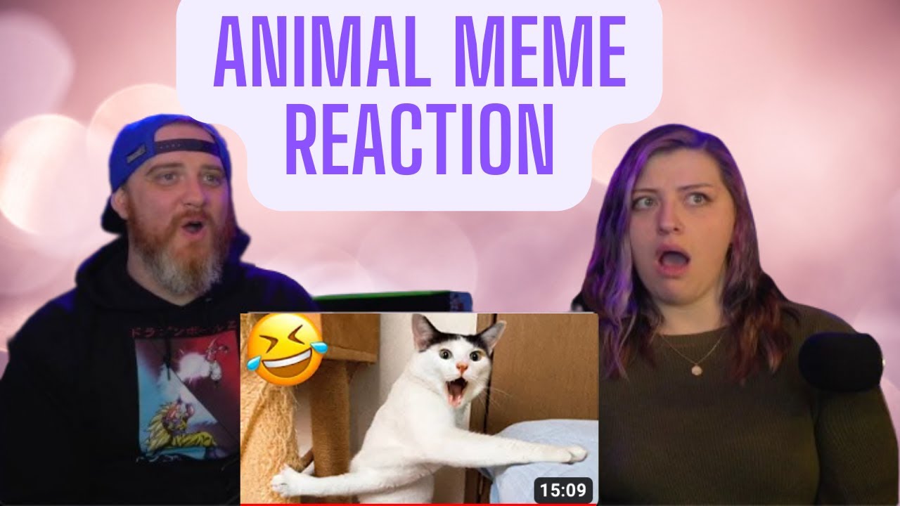 Funniest Cats And Dogs Videos 😅 - Best Funny Animal Videos 2022 😍 #2 | HatGuy & @gnarlynikki React