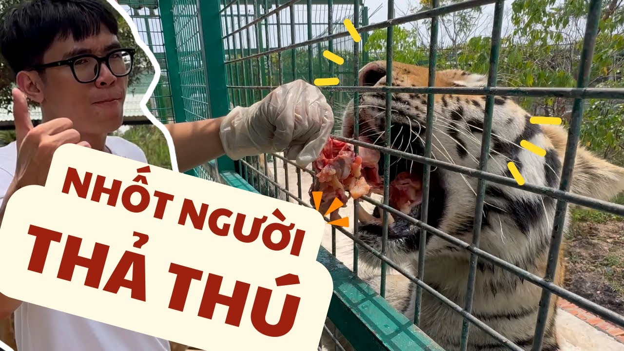 Tận Tay Cho Cọp Ăn | Lần Đầu Lại Gần T&ecirc; gi&aacute;c tại Sở Th&uacute; Mỹ Quỳnh |Một Tấn Bất Ngờ ở sở th&uacute; si&ecirc;u rẻ !