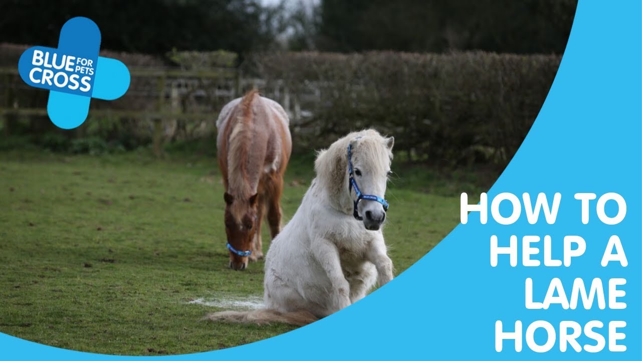 How To Help A Lame Horse | Blue Cross Pet Advice