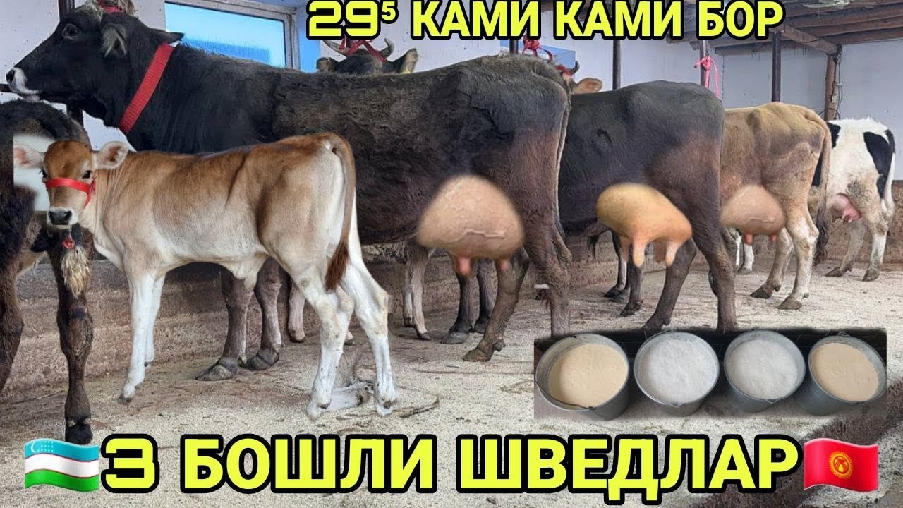 АРЗОНЧИ АКАДАН 3 БОШЛИ ЭГИЗАКЧИ ШВЕД ОЛА СИГИРЛАР БУГОЗЛАР СОТИЛАДИ SOTILADIGON SIGIR 12 марта 2026