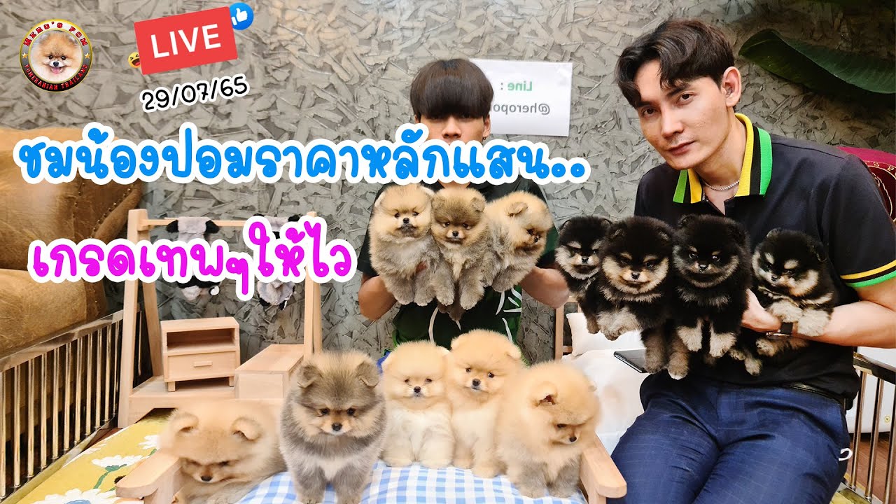 พาชมน้องปอมราคาหลักแสน  เกรดส่งเข้าประกวด น้องๆพร้อมย้ายบ้าน