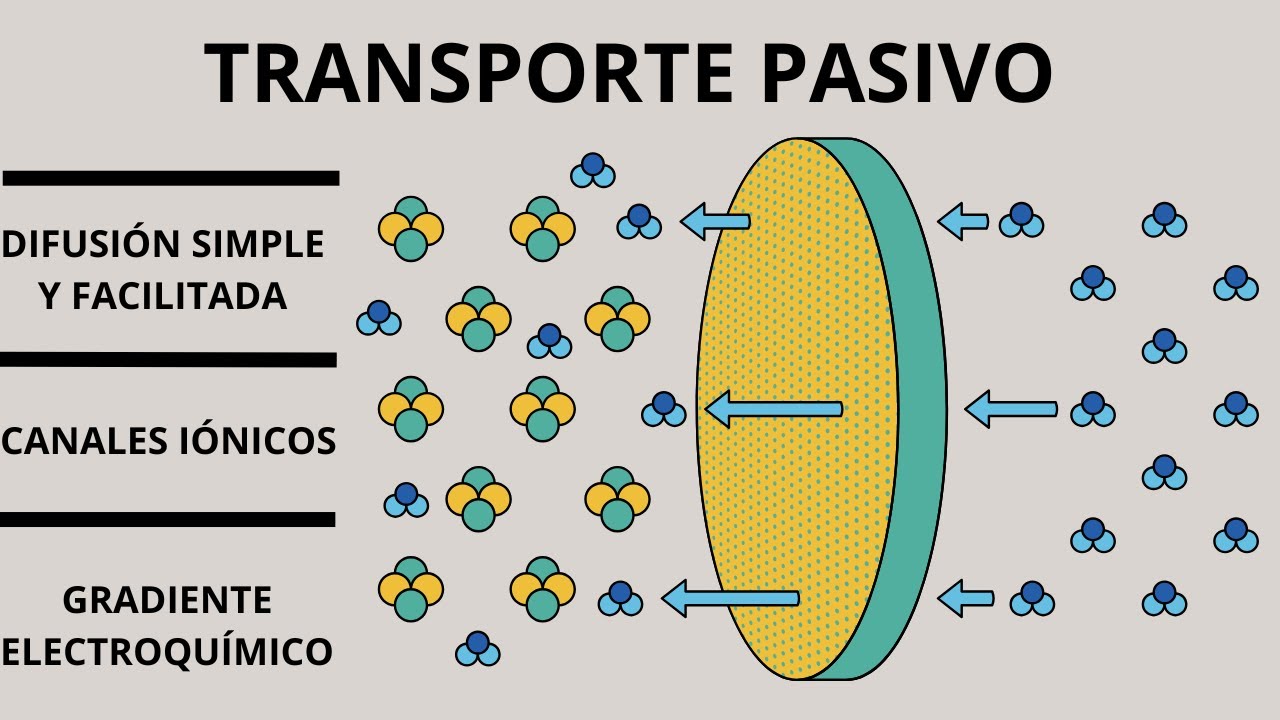 TRANSPORTE PASIVO (Fisiología celular) COMO NUNCA TE LO HABÍAN EXPLICADO