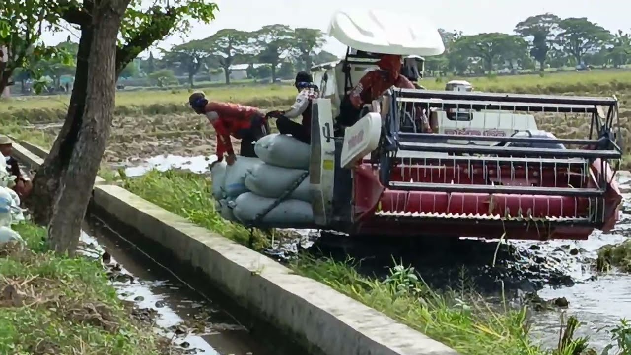 0129-1442 Menyaksikan Traktor Pemetik Padifi Desa Tegalmade Mojolaban Sukoharjo Kamis 29 Jan 2026 