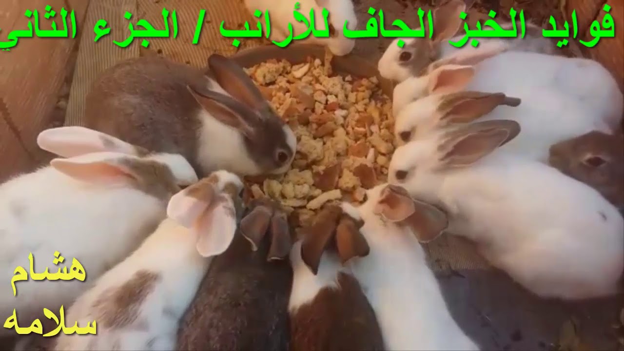 فوايد الخبز الجاف للأرانب الجزء الثانيBenefits of dried bread for rabbits