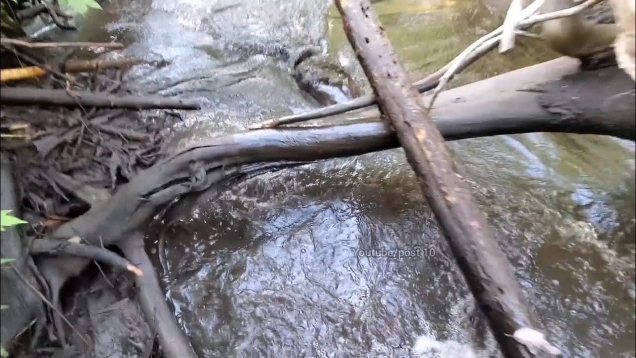 Chased By Angry Beaver After Draining Swamp