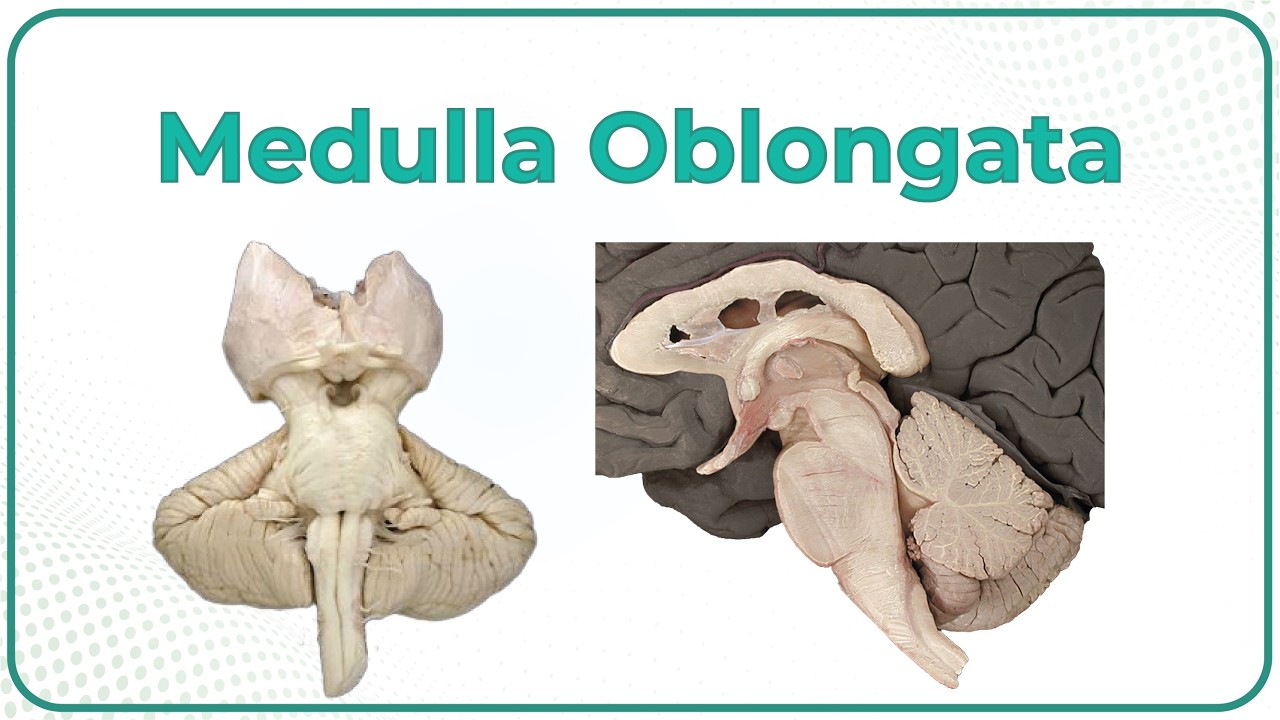 Medulla Oblongata Gross Anatomy with Real Cadaveric images / USMLE