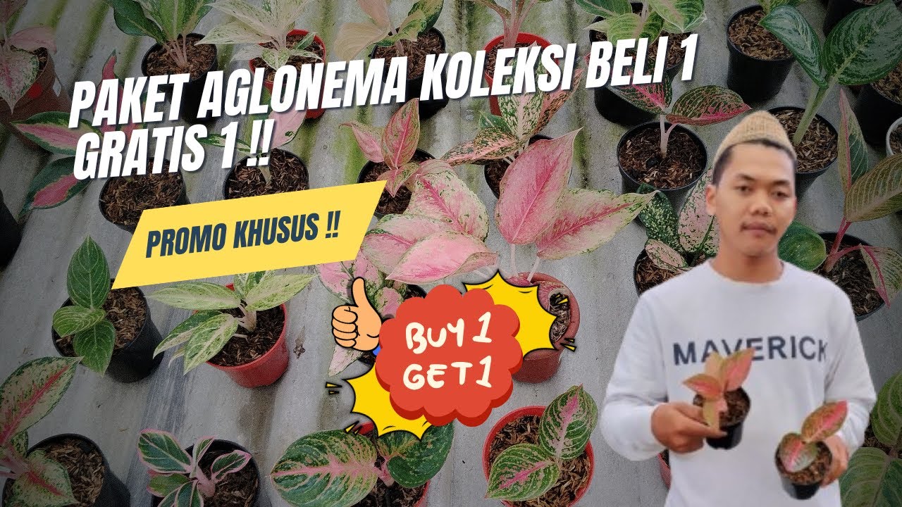 PAKET AGLONEMA KOLEKSI BELI 1 GRATIS 1 !!