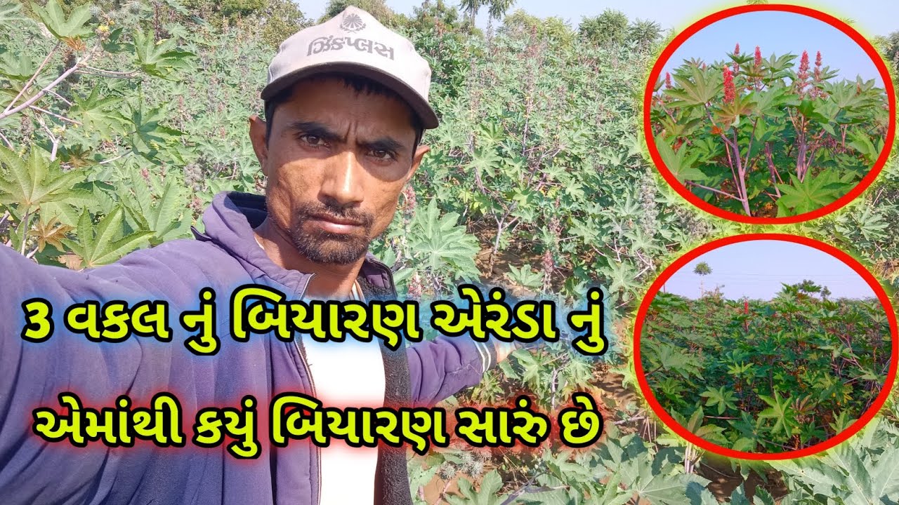 ત્રણ વકલ નું એરંડા નું બિયારણ એમાંથી કયું બિયારણ સારું છે 👈 vlogs 