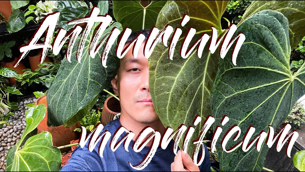 Anthurium magnificum care and propagation