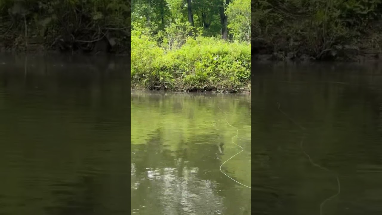 FLY FISHING PENNSYLVANIA #fishing #flyfishing #fishingpa #pafishing #dryfly #flytying #bass #trout