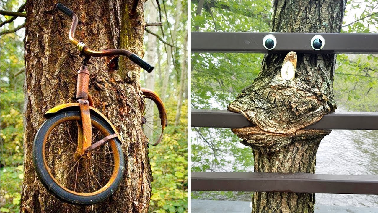 Деревья, Поглотившие Предметы