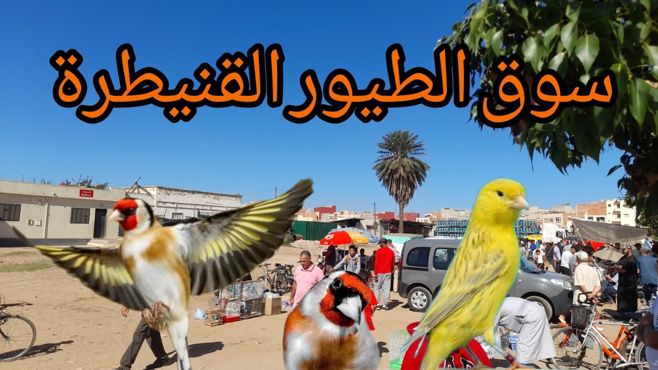 سوق الطيور القنيطرة ..لاحد. 24.شتنبر..تعرف على التمين. #طيور_حب #طير_حب_انكليزي #سوق_القريعة