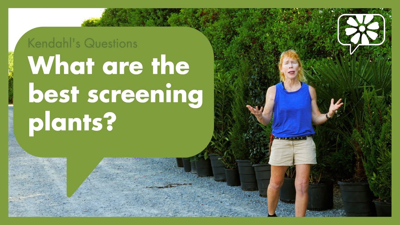 What are the best screening plants?