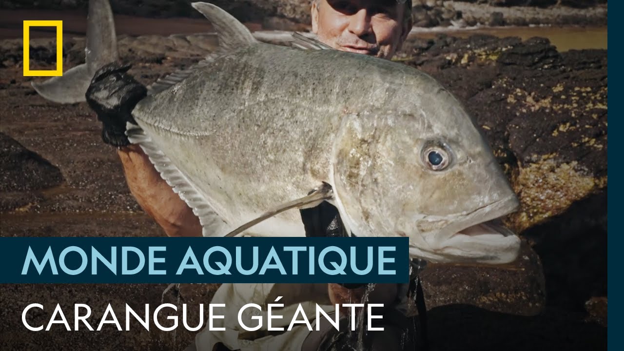 En mission pour sauver les carangues g&eacute;antes de Polyn&eacute;sie fran&ccedil;aise | DERNIERS G&Eacute;ANTS