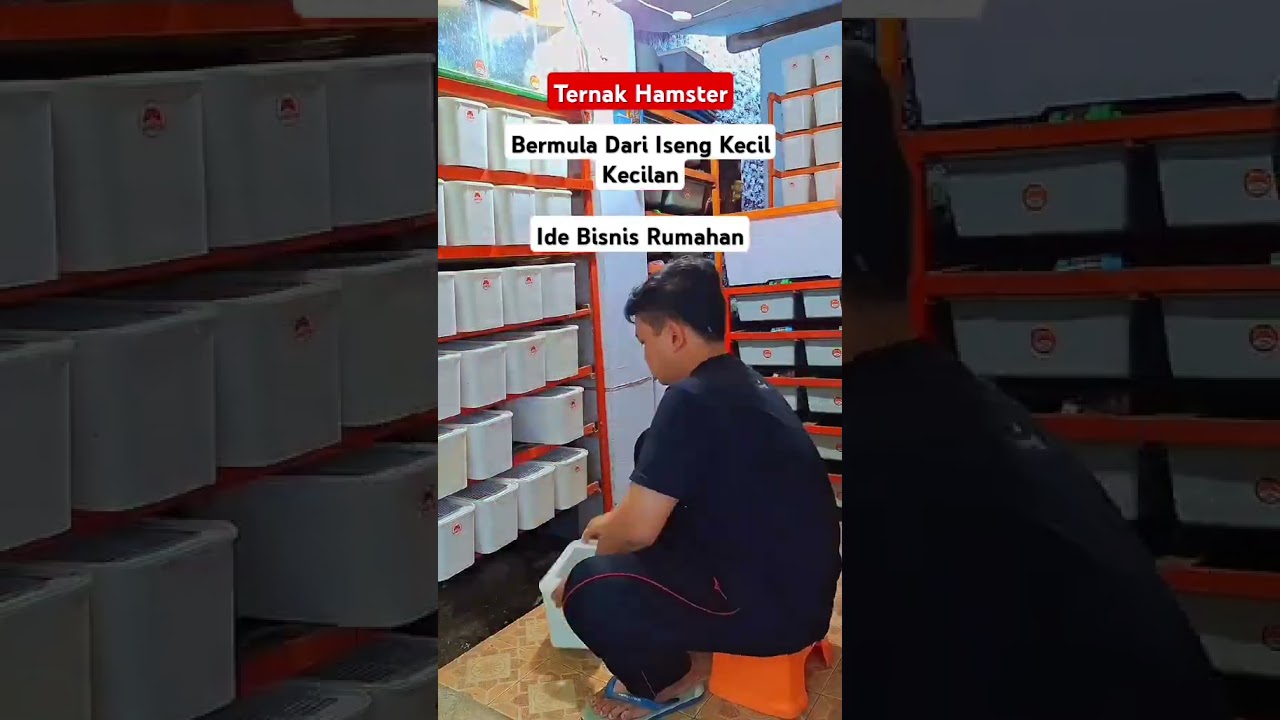 Ternak Hamster - Ide Usaha Rumahan #hamsters #ideas #shortvideo #shorts #short #panduanternakmandiri