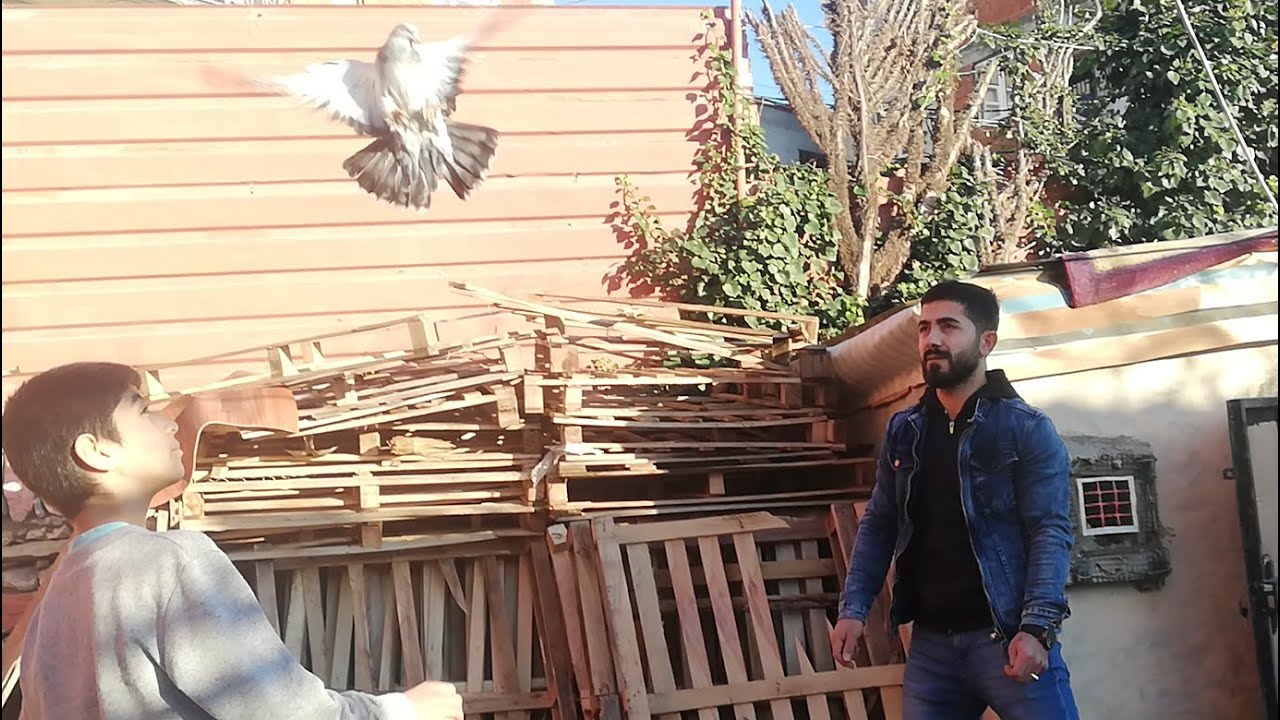 Dilovasından Aykut Kardeşimin Kümesindeyiz. Dilovası Taklacı Güvercin Kümesi. Dilovası Oyun Kuşu