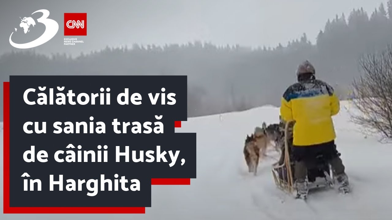 Călătorii de vis cu sania trasă de câinii Husky, în Harghita