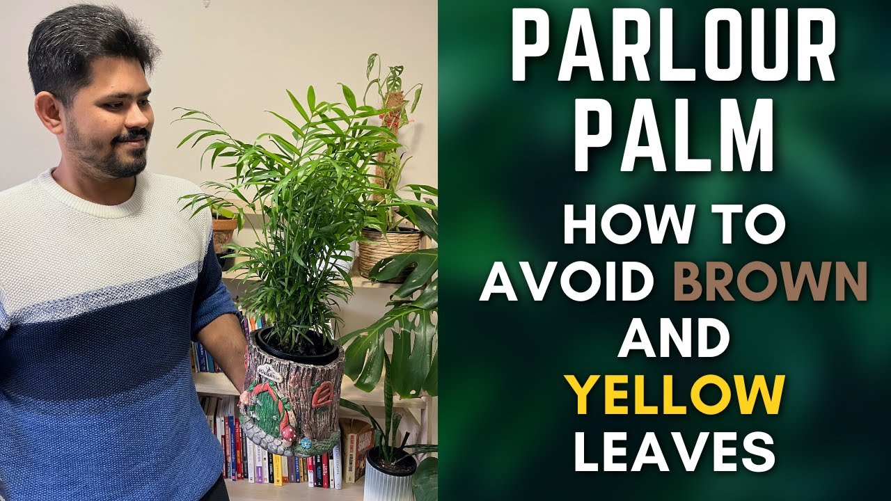Parlour Palm | Tips To Avoid Brown and Yellow Leaves | M and MM Plants