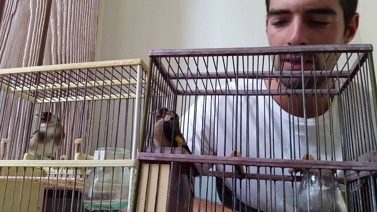 Jilguero Macho o Hembra? (HD)