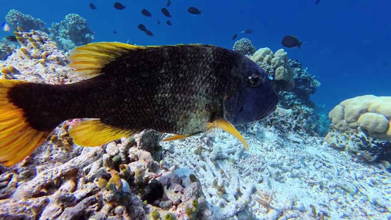 Vilamendhoo Island Resort Maldives - Reef snorkeling - Scuba diving - Manta  and Whale shark trip
