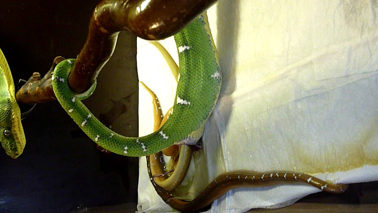 1e emerald Tree Boa 7-3-2012 giving birth ( Corallus Batesii) Amazon Basin type. ETB