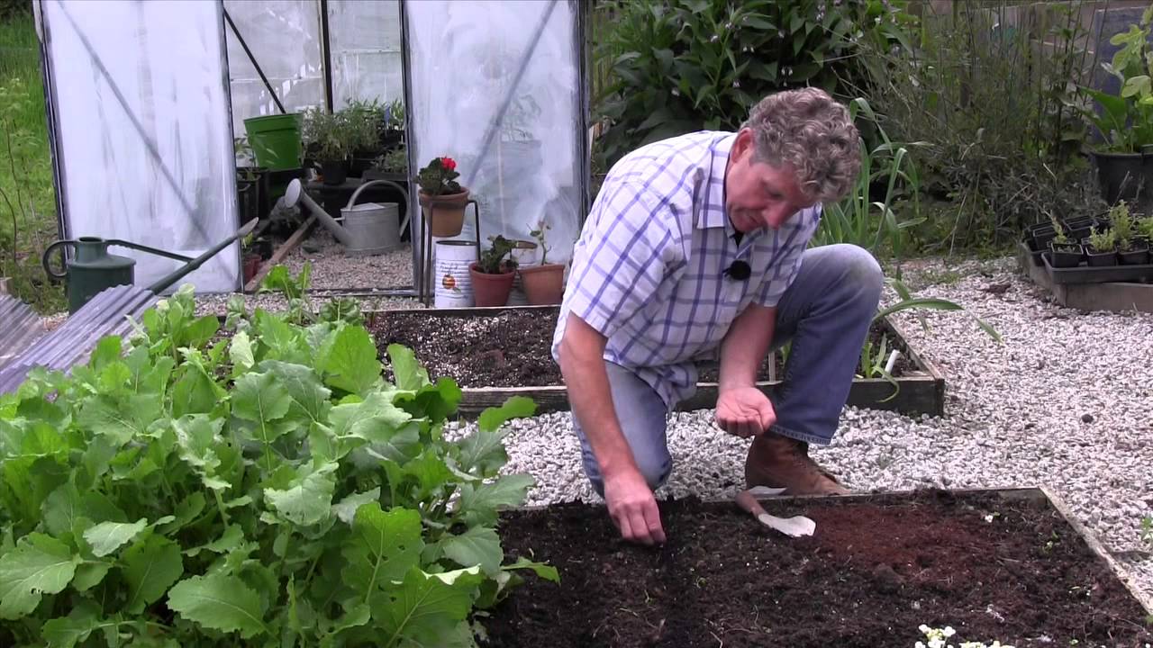 How to Grow Turnips