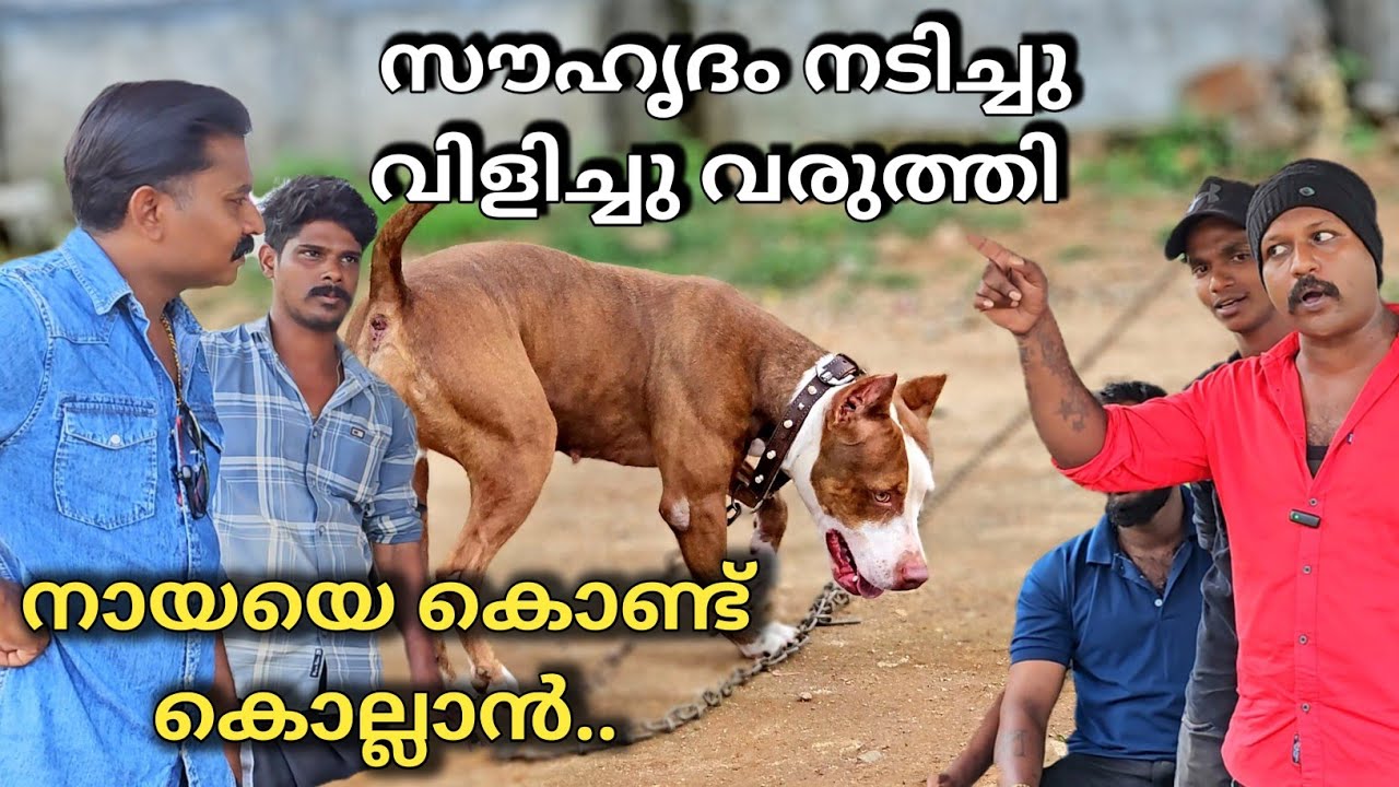 Pitbull നായയെ കൊണ്ട് പക വീട്ടി.. Dog challenge.. Leash talks