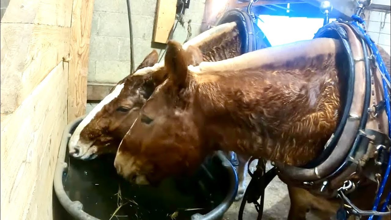 EVENING CHORES // Sweat Pads for Draft Horses