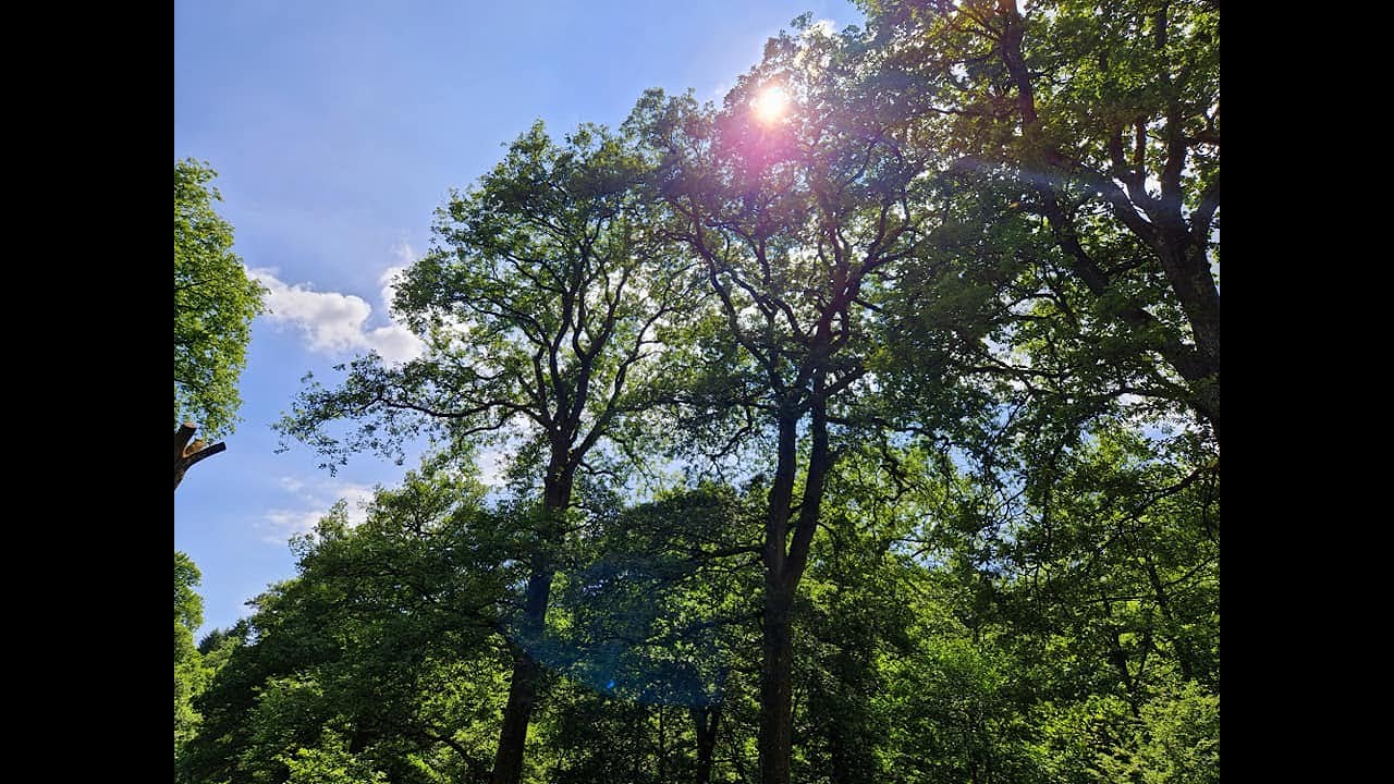 Walking in Forest of Dean. Summer Walks. Wye Valley. Easy Walks.
