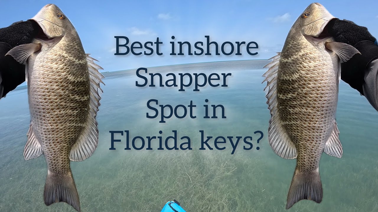 Easiest way to catch Mangrove Snappers limit in Florida Keys.