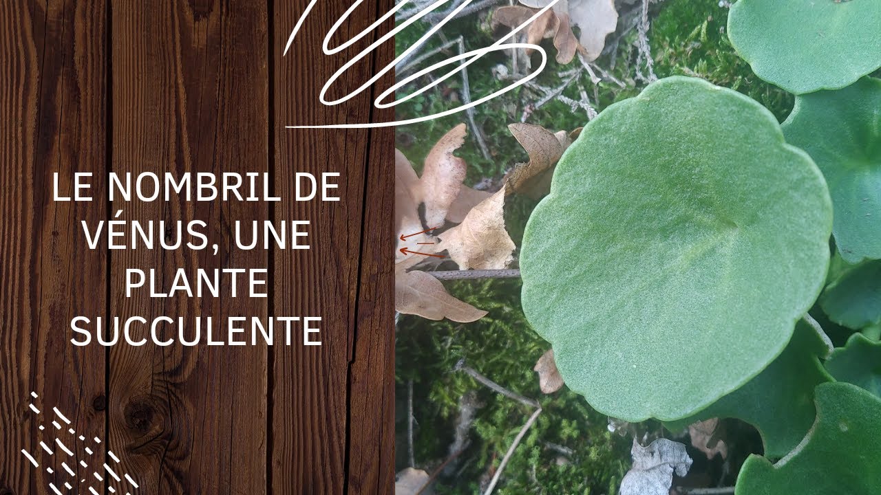Le nombril de Vénus, une plante succulente.