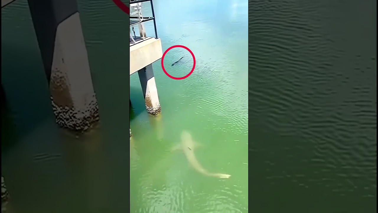 Shark vs Alligator - V&iacute;a thedailygator