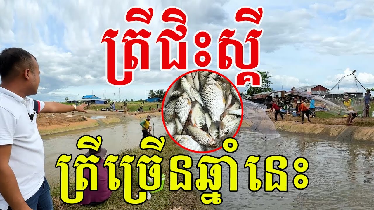 ត្រីជិះស្គី ត្រីច្រើនឆ្នាំនេះ សប្បាយរកណាស់