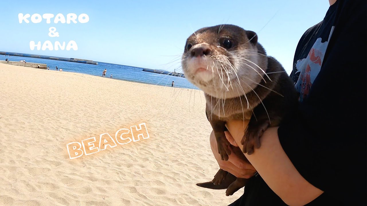 Выдры идут на пляж!