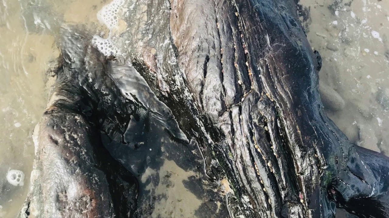 The ancient 'Drowned Forest' that lies beneath Youghal Beach - Co. Cork - Ireland.