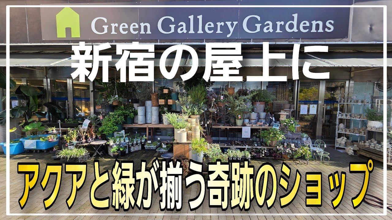 日本一利用される新宿駅直結‼圧倒的在庫量でAQUAとグリーンが揃う奇跡のアクアショップ吉田観賞魚さん‼　aquarium　アクアリウム　テラリウム　熱帯植物　金魚　熱帯魚　水草　流木　メダカ　観葉植物