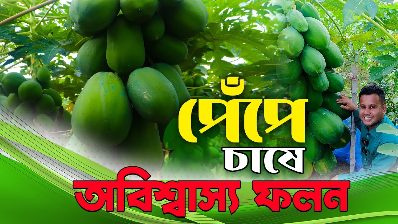 পেঁপে চাষে অবিশাস্য ফলন- বিঘা প্রতি আয় ৩ লাখ টাকা | পেঁপে চাষ পদ্ধতি | Papaya Farming- Safollo kotha