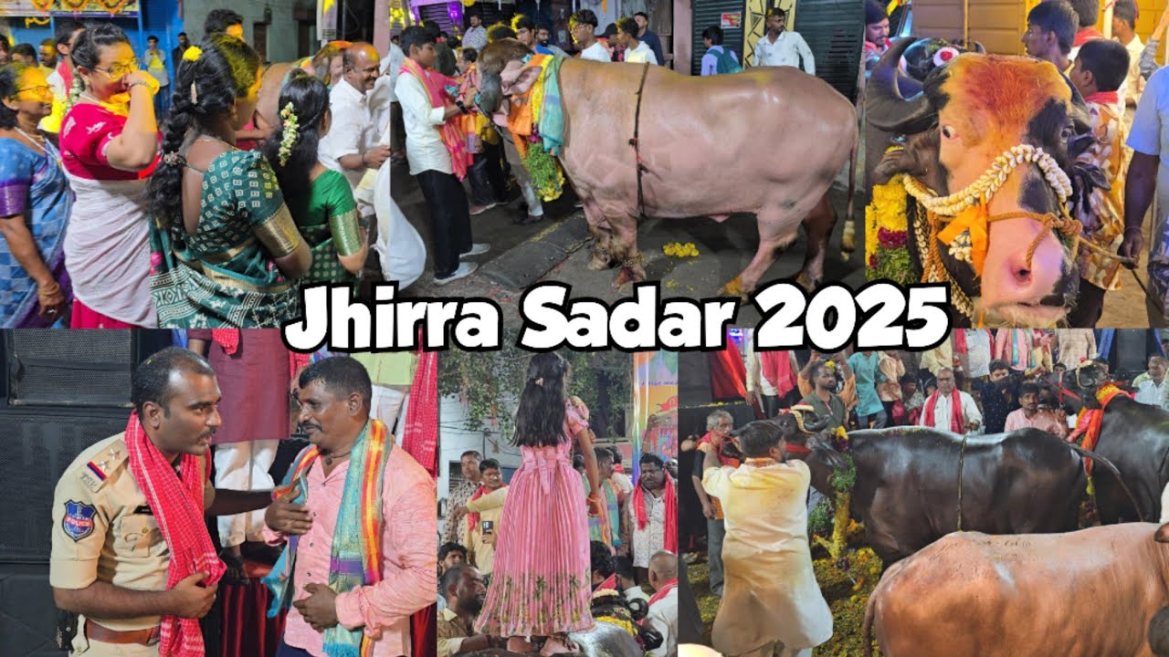 Jhirra sadar 2025 | Yadav festival in jhirra karwan | sadar bulls collection 